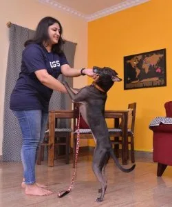 Snouters - Pest Dog Boarding Service in india