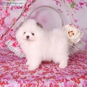 Sweet and energetic Pomeranian Puppies  1 206 745 7270