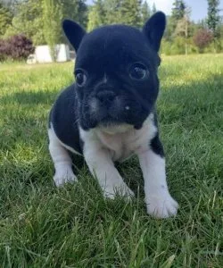 LOVELY AKC  FRENCH BULLDOG PUPPIES FOR SALE PLEASE CONTACT ASAP