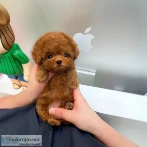 Teacup Maltipoo Pups
