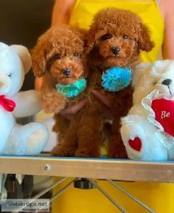 Toy Poodle puppies
