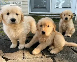 Top Quality Golden retriever Puppies Available