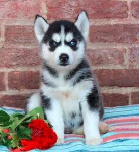 Zara Siberian husky puppiesMaleFemale