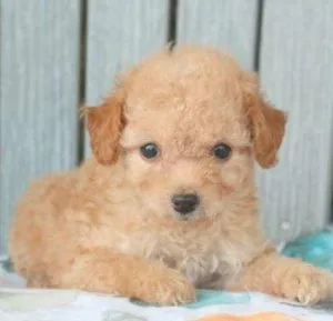 Jessie small Toy Poodle puppies.