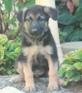 Krissy German Shepherd puppies