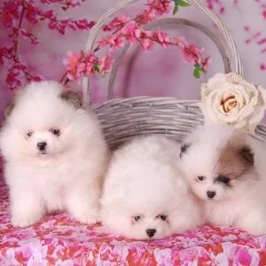Pomeranian puppies