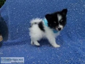 Toy Pomeranian Puppies