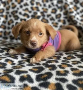 pomchimini poodle