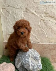Red toy poodle puppies