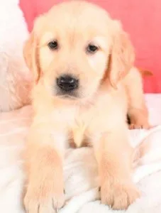 Tillies Golden retriever puppies