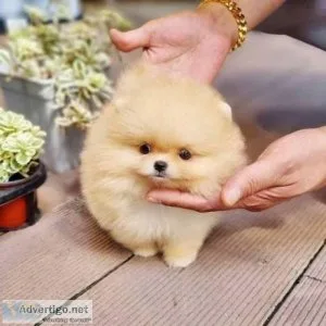 Twin Pomeranian Puppies Male And Female