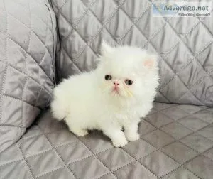 Persian kittens for sale 10 weeks old
