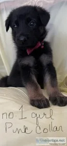 AKC German shepherd PUPPIES