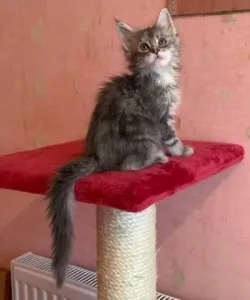 All cats are indoor all well cared for and use to the kids
