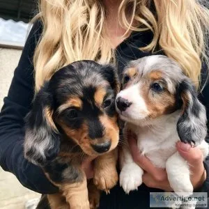 Dachshund male and female available