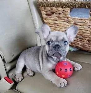 TRUST FRENCH BULLDOG PUPPIES FOR SALE