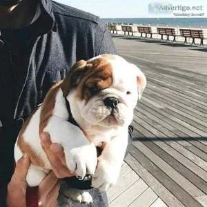 Top English Bulldog Pups