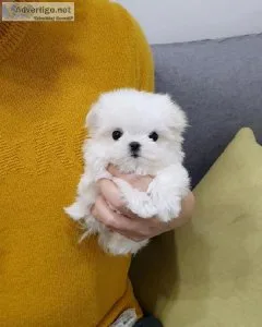 Teacup Korean Maltese Puppies