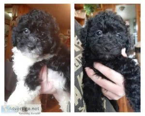 Miniature Poodle Puppies