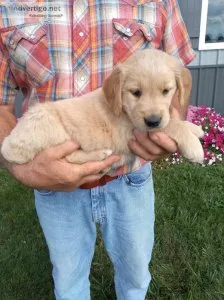 AKC REGISTERED FEMALE GOLDEN RETRIEVER PUPPI