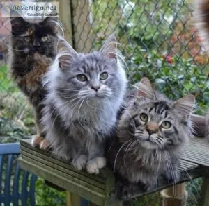 Outstanding Maine Coon kittens for lovely families