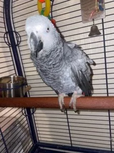 iTALKING PAIR AFRICAN GREY PARROTS FOR ADOPTION