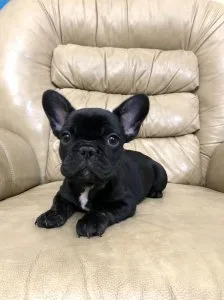 Frances Bulldog Merle Available