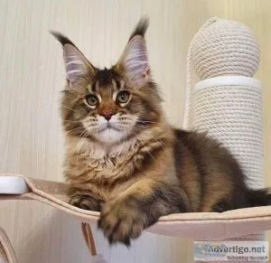Charming Maine Coon Kitten For Sale 800.00