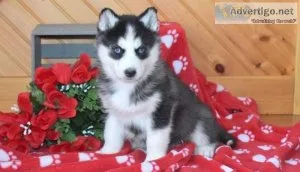 Siberian Husky Puppies For Sale