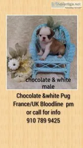 Pug puppy for sale