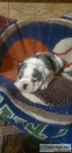 English bulldog puppies