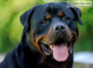 Soothe your Dog s sensitive paw pads 