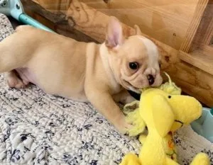 %TOP  FRENCH BULLDOG PUPPIES FOR SALE PLEASE CONTACT ASAP