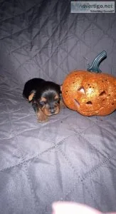 Akc Yorkie Pup Male