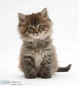 I am looking for a new home for my adorable Maine Coon kittens