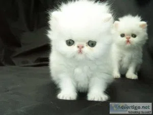 Persian Kittens Male and Female for sale
