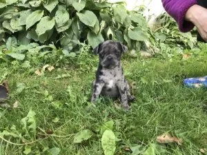 %%CLASSIC FPUG PUPPIES FOR ADOPTION