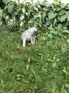 LOVELY FMAILY FPUG PUPPIES FOR ADOPTION PLEASE CONTACT ASAP