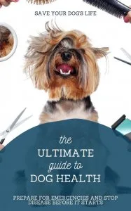 Dog Health Exposed&nbspPrepar e for emergencies