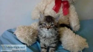 Stunning Maine Coon Kittens