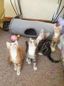 Outstanding Maine Coon kittens for lovely