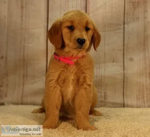 Pure bred Golden Retrievers puppies