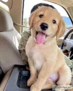 Golden Retriever puppies