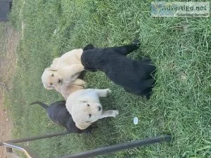 Labradoodle puppies