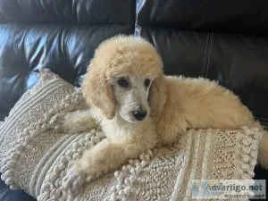 Beautiful Standard Poodles