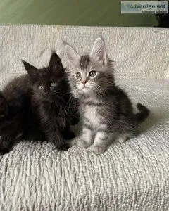 Lovely Maine coon Kittens looking for new home