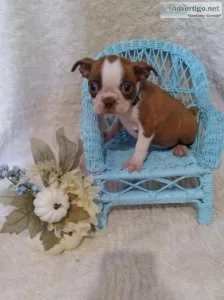 Boston terrier puppies for sale