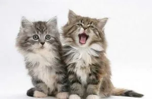 Lucy Half Maine Coon Cat Free to a Cat Loving Home