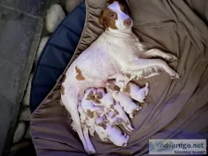 Akc Brittany puppies