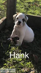 AMERICAN BULLDOG PUPPIES